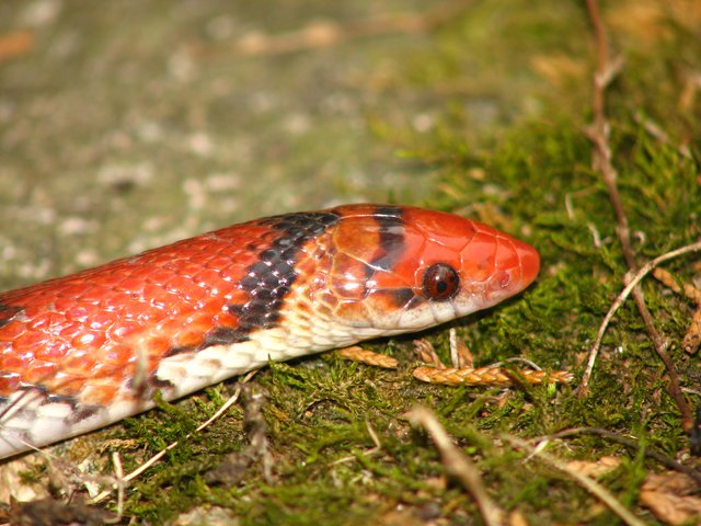 scarlet snake eyes